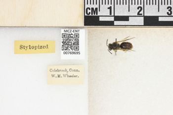 Media type: image;   Entomology 769695 Aspect: Labels